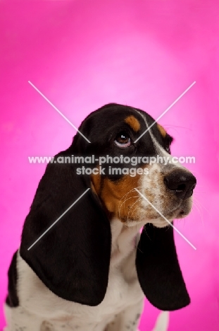 Basset Hound cross Spaniel puppy on a pink background