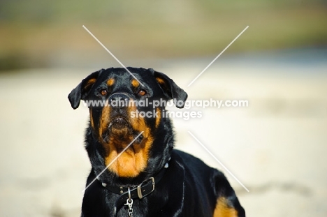 Rottweiler