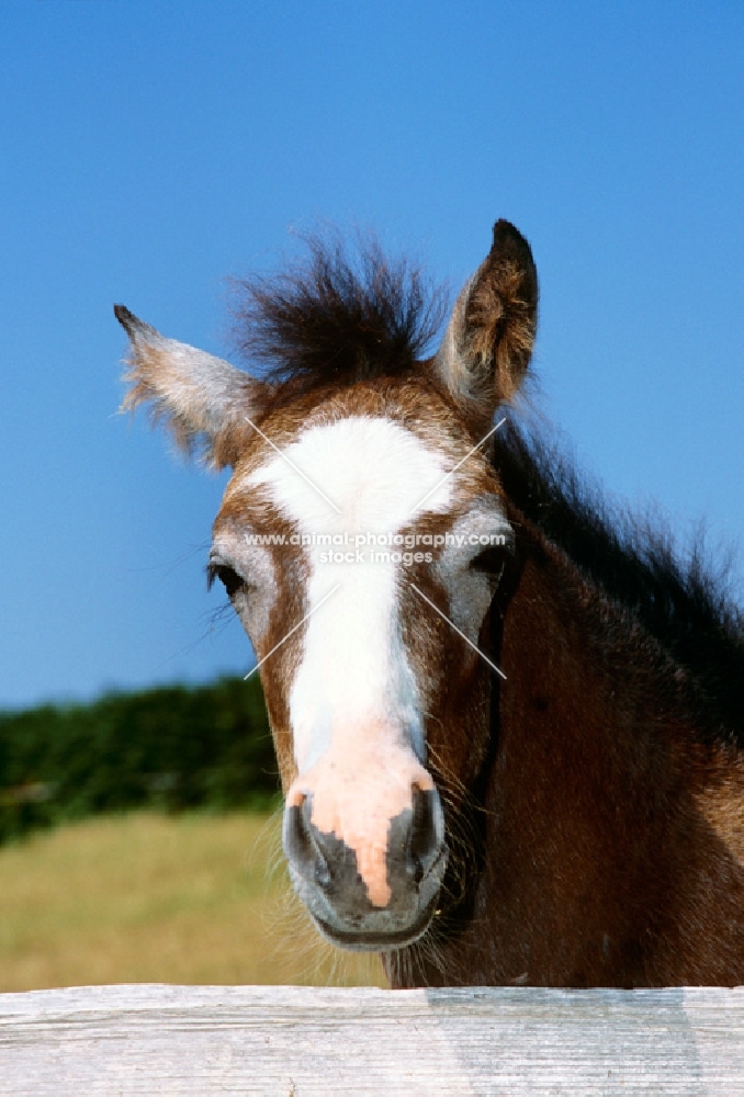 connemara foal moulting