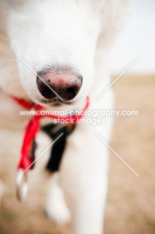 white Siberian Husky nose close up
