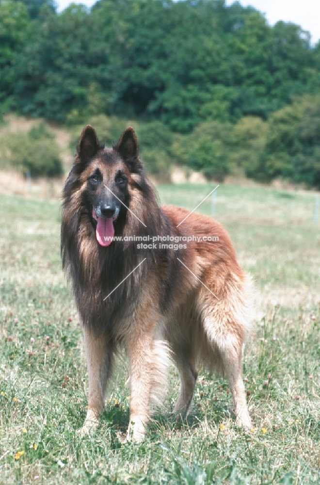 belgian sheepdog tervueren