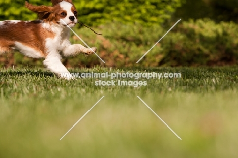 Cavalier King Charles Spaniel pup, running