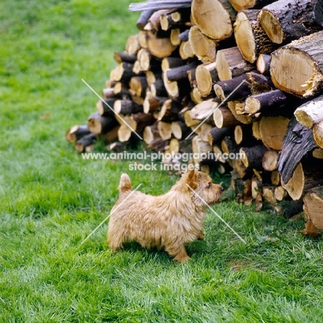 long valley theo stillman, norwich terrier standing on grass looking at a woodpile