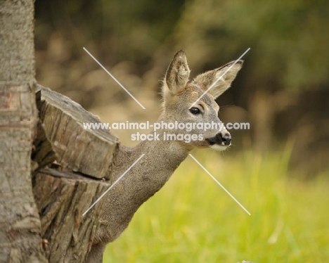 Roe deer