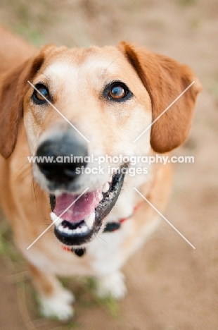 happy non pedigree dog