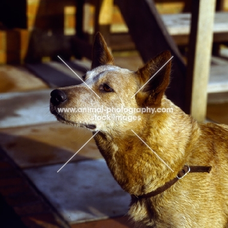 australian cattle dog portrait