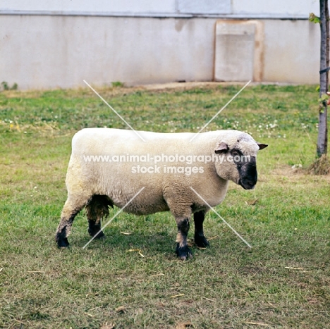 dorset down ram