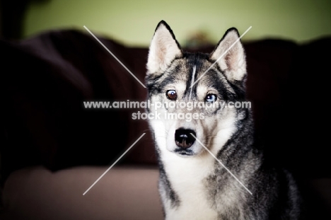 Husky sitting in home