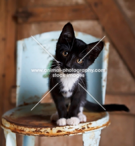cute farm kitten on stool