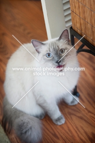 siamese mix cat sitting with mouth open