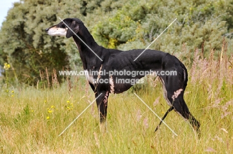 Saluki