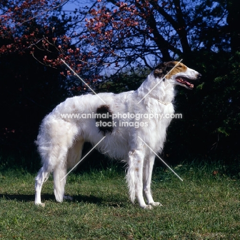 champion borzoi in usa with blue sky and blossom