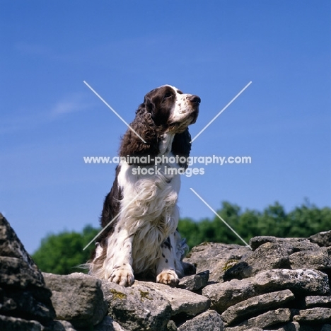 champion english springer spaniel sitting on a wall