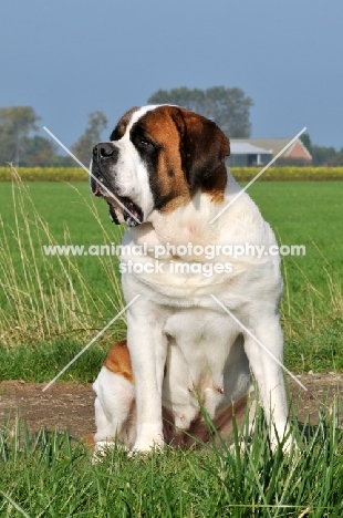 Saint Bernard