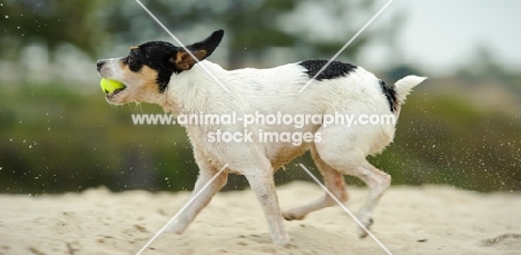 Toy Fox Terrier running on beach