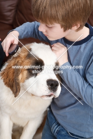 Boy brushing a Saint Bernard puppy