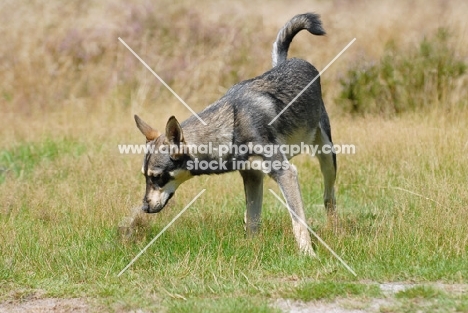 American Indian Dog on grass