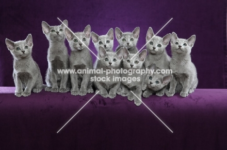 ten 10 week old Russian Blue kittens