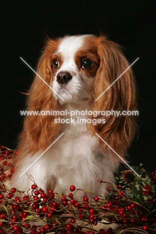 cavalier king charles spaniel