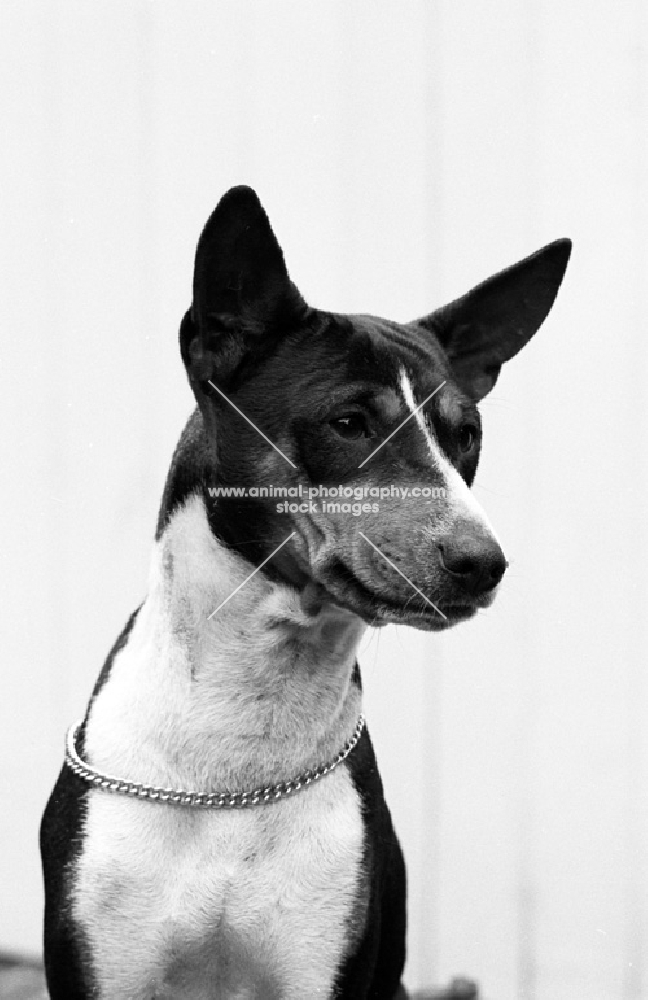 basenji from horsley kennel