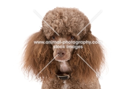 Toy Poodle portrait