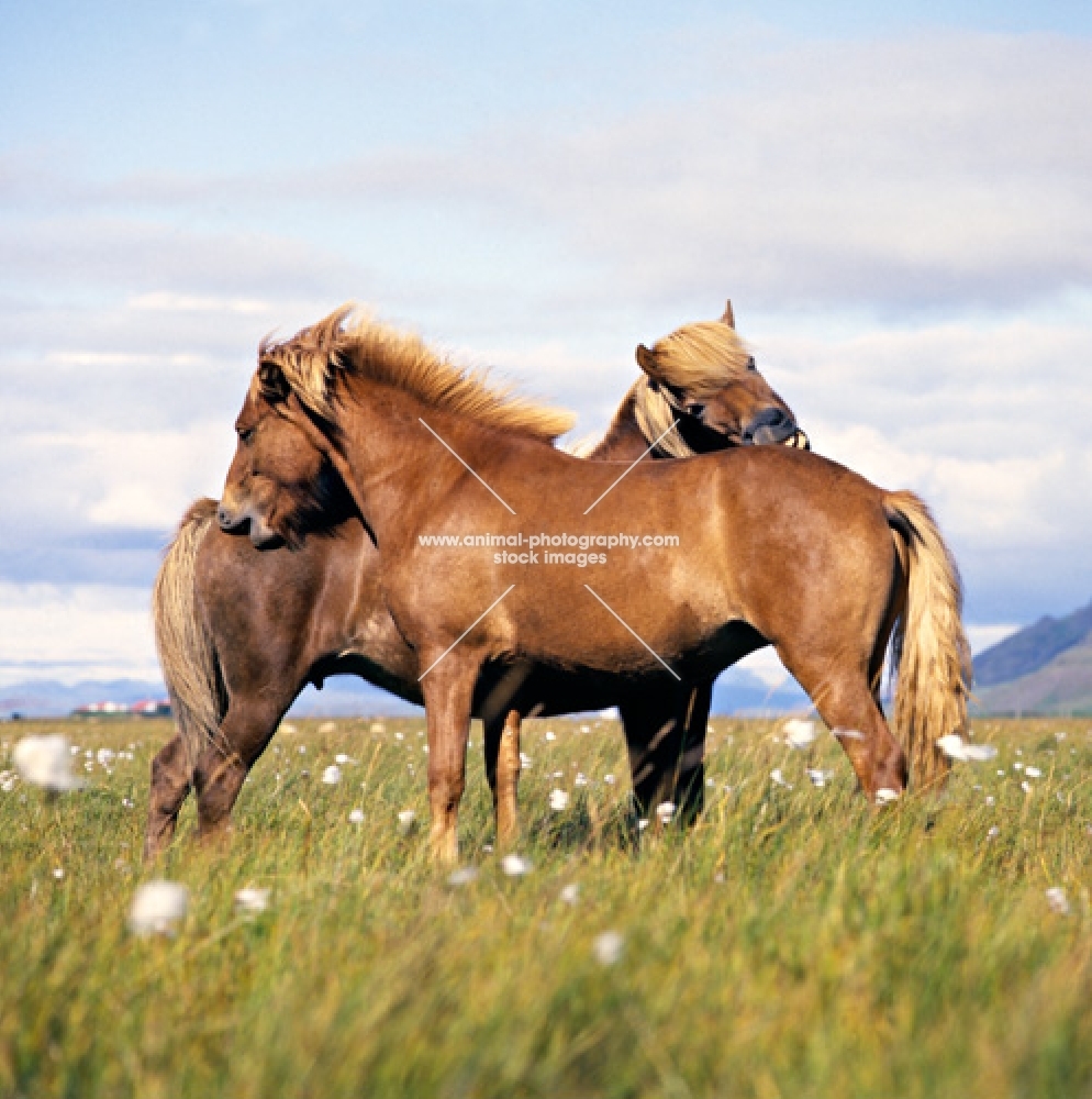 Iceland Horse at Olafsvellir, mares mutual groomingamong cotton plants