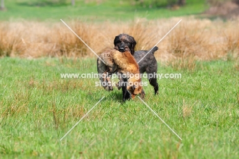 Pudelpointer with retrieved fox