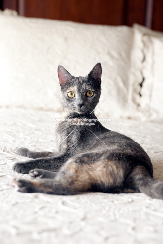 grey cat lying on white bed