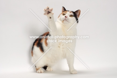 Tortoiseshell and White Manx cat, reaching up