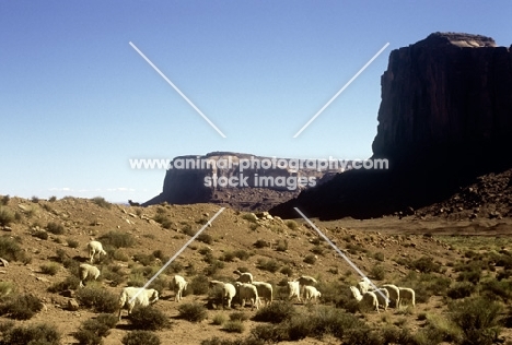 navajo-churro sheep in monument valley, usa