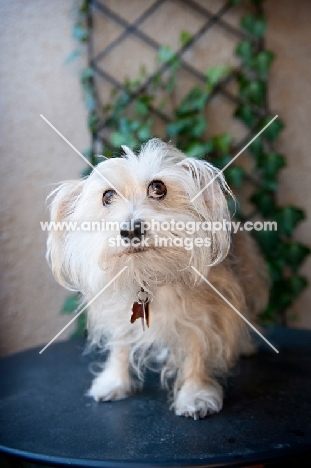 terrier mix looking worried