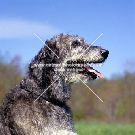 castlekeeper clancy malone,  head shoulders of irish wolfhound