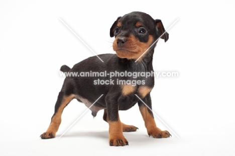 Min Pin puppy standing on white background