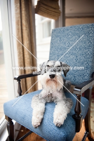 miniature schnauzer on chair