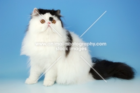 bi-coloured, black and white persian cat