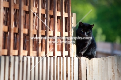 alert cat sitting on fence