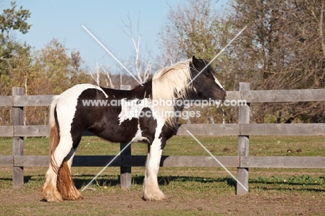 Gypsy Vanner standing near fence