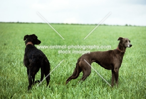 rough and smooth coated lurchers standing in a field