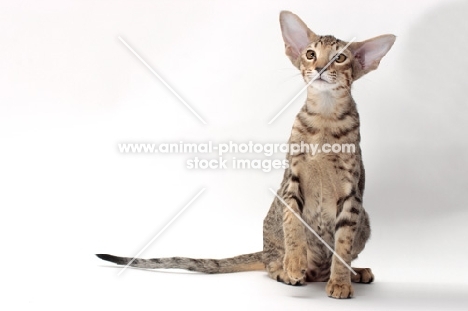 Oriental Shorthair, Brown Spotted Tabby colour, one leg up