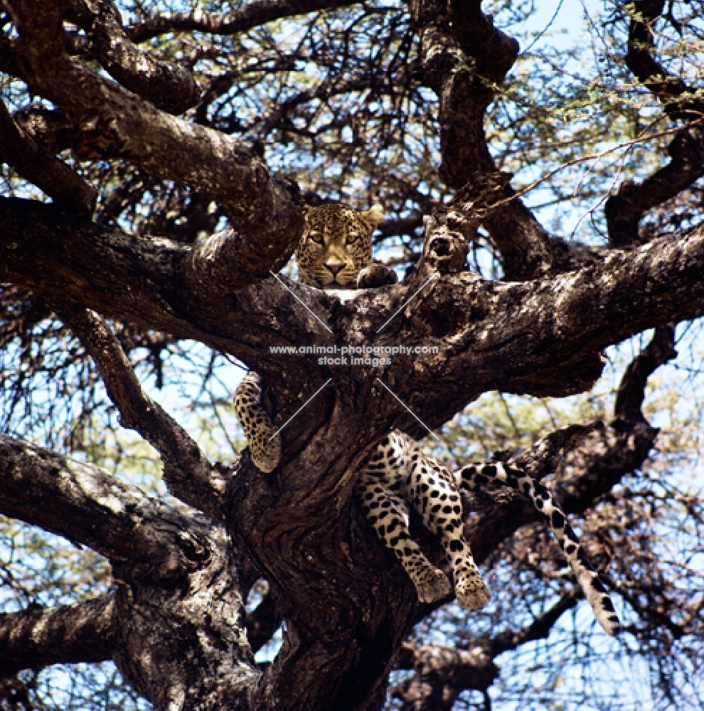 leopard in a tree in east africa