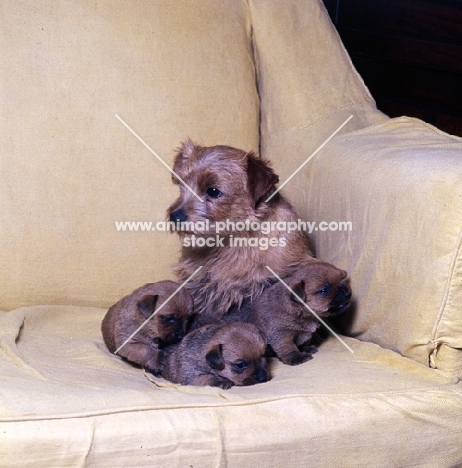 norfolk terrier mother and three puppies on a couch