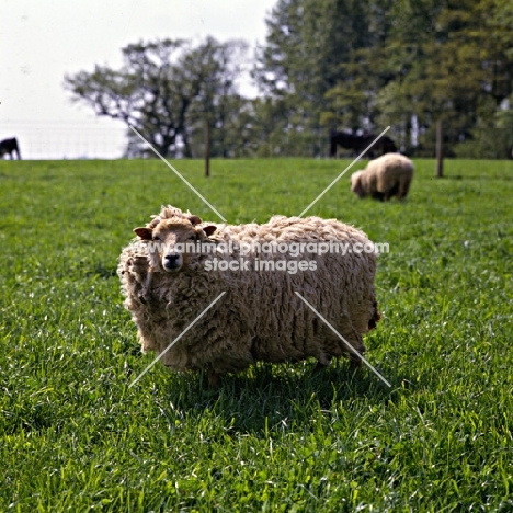 portland sheep at norwood farm looking at camera