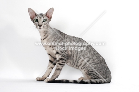 Oriental Shorthair, Silver Spotted Tabby colour