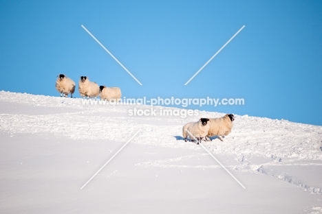 five Scottish Blackface ewes