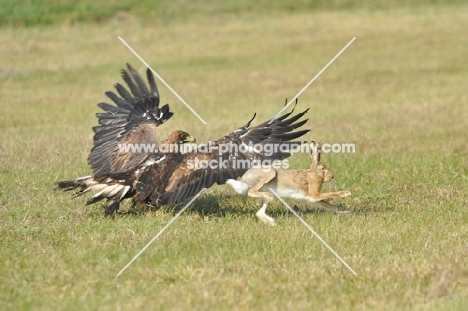 eagle catching hare