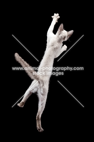 Peterbald cat, jumping