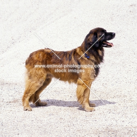 leonberger standing on sand