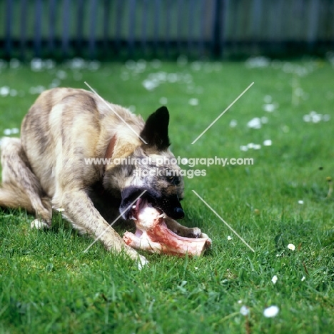 dog chewing a bone