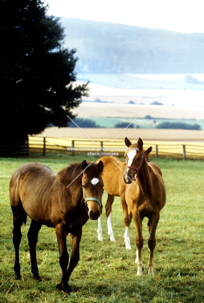 young trakehners at weblesgrund 