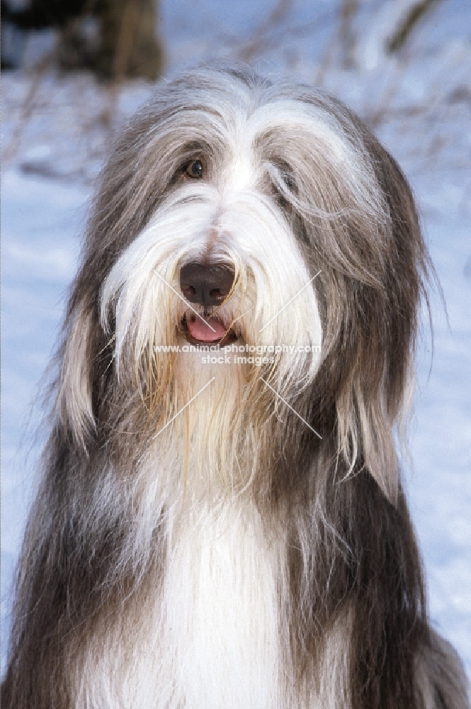 Bearded Collie portrait, in winter